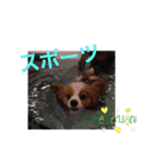 ぱぴぱぴパピヨン（個別スタンプ：7）