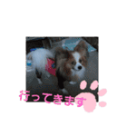 ぱぴぱぴパピヨン（個別スタンプ：9）