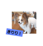 ぱぴぱぴパピヨン（個別スタンプ：10）