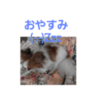 ぱぴぱぴパピヨン（個別スタンプ：12）