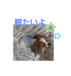 ぱぴぱぴパピヨン（個別スタンプ：13）