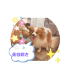 ぱぴぱぴパピヨン（個別スタンプ：14）