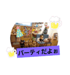 ぱぴぱぴパピヨン（個別スタンプ：16）