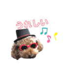 トイプードルのティアラちゃん（個別スタンプ：17）