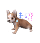 チワワ 日常（個別スタンプ：7）