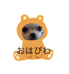 子犬のはち（個別スタンプ：3）