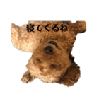 普通の犬だよ（個別スタンプ：1）