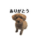 普通の犬だよ（個別スタンプ：2）