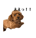 普通の犬だよ（個別スタンプ：3）