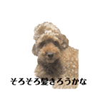 普通の犬だよ（個別スタンプ：4）