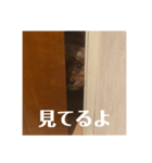 普通の犬だよ（個別スタンプ：5）