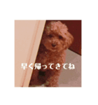 普通の犬だよ（個別スタンプ：6）
