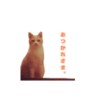 りょうまとおたま（個別スタンプ：16）