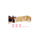 りょうまとおたま（個別スタンプ：17）