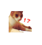 りょうまとおたま（個別スタンプ：18）