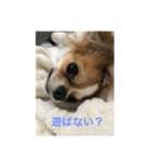 3Tチワワ（個別スタンプ：1）