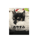 3Tチワワ（個別スタンプ：2）