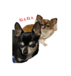 3Tチワワ（個別スタンプ：3）
