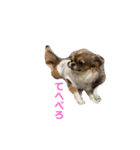 3Tチワワ（個別スタンプ：9）
