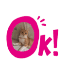 うちのねこ  家猫になりまして。（個別スタンプ：1）