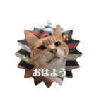 うちのねこ  家猫になりまして。（個別スタンプ：3）