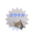 うちのねこ  家猫になりまして。（個別スタンプ：4）