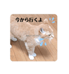 うちのねこ  家猫になりまして。（個別スタンプ：5）