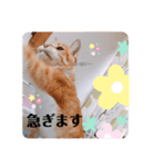 うちのねこ  家猫になりまして。（個別スタンプ：6）