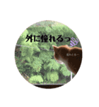 うちのねこ  家猫になりまして。（個別スタンプ：7）