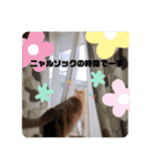 うちのねこ  家猫になりまして。（個別スタンプ：8）