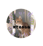 うちのねこ  家猫になりまして。（個別スタンプ：9）