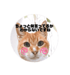 うちのねこ  家猫になりまして。（個別スタンプ：10）