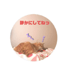 うちのねこ  家猫になりまして。（個別スタンプ：11）