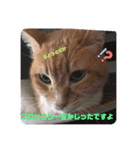 うちのねこ  家猫になりまして。（個別スタンプ：12）