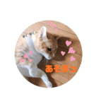 うちのねこ  家猫になりまして。（個別スタンプ：13）