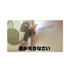 うちのねこ  家猫になりまして。（個別スタンプ：14）