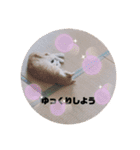 うちのねこ  家猫になりまして。（個別スタンプ：15）