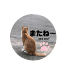 うちのねこ  家猫になりまして。（個別スタンプ：16）