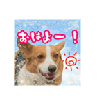 保護犬卒業生小麦くんの日常スタンプ（個別スタンプ：22）