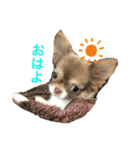 moca-moka（個別スタンプ：4）