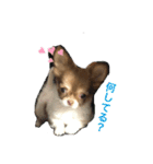 moca-moka（個別スタンプ：5）