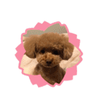 犬のおてんばひまわり2（個別スタンプ：2）