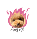 犬のおてんばひまわり2（個別スタンプ：3）