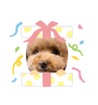 犬のおてんばひまわり2（個別スタンプ：9）