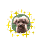 犬のおてんばひまわり2（個別スタンプ：10）