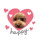 犬のおてんばひまわり2（個別スタンプ：11）