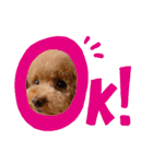 犬のおてんばひまわり2（個別スタンプ：17）