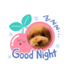 犬のおてんばひまわり2（個別スタンプ：19）
