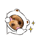 犬のおてんばひまわり2（個別スタンプ：21）