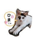 ねこのくぅとうめ（個別スタンプ：3）